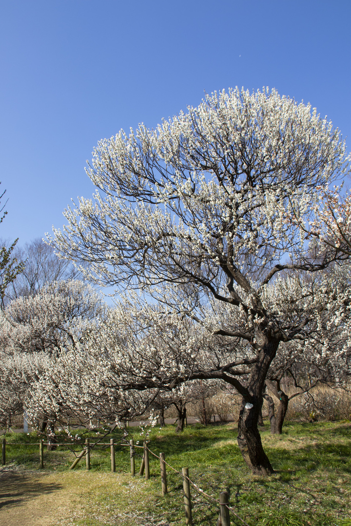 Plum tree-2