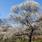 Plum tree-2