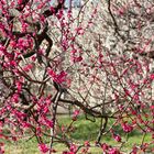 Plum tree-4