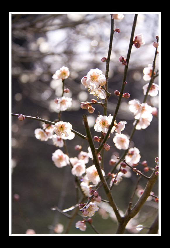 PLum Tree