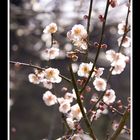 PLum Tree