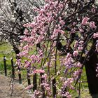 Plum tree-7