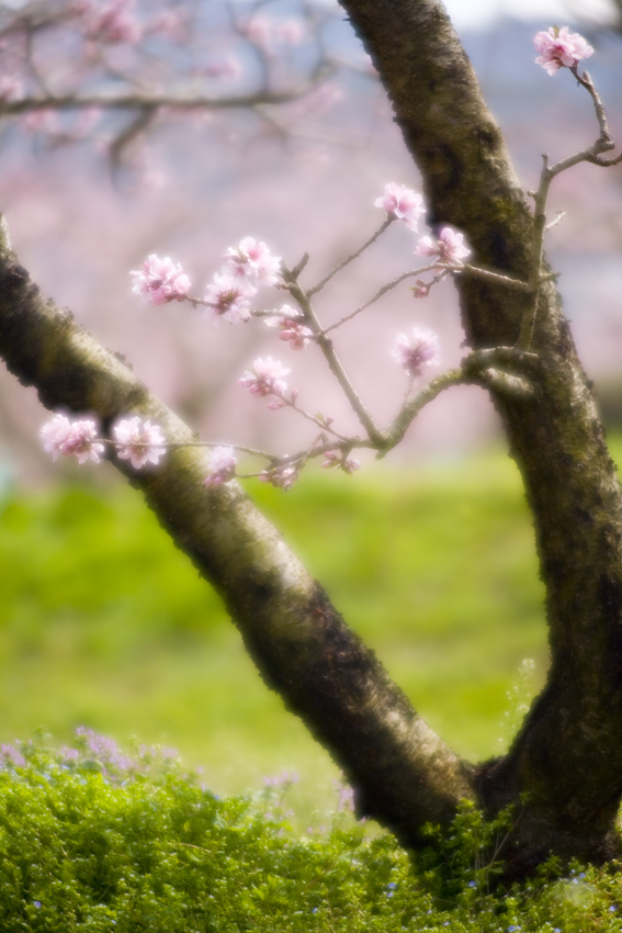 Plum tree