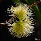 Plum-tree flower