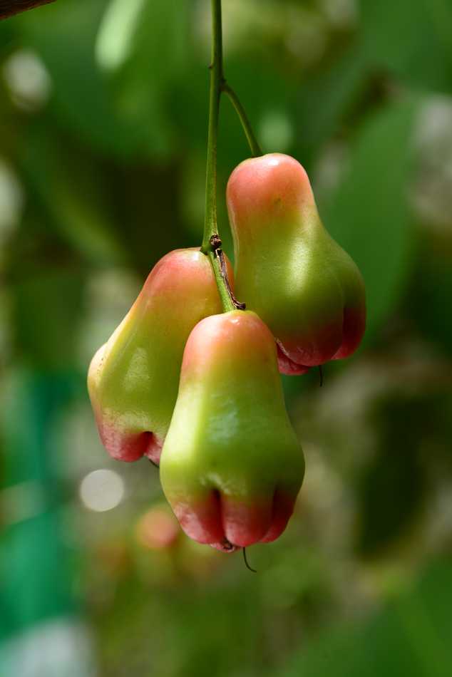 Plum-tree fruit