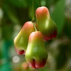 Plum-tree fruit