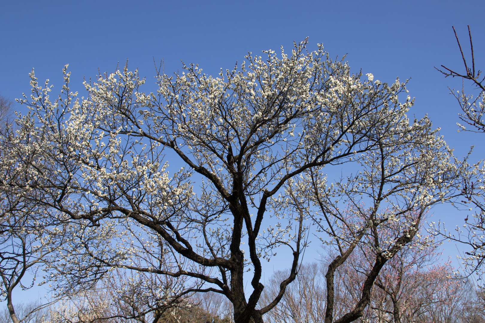 Plum tree3