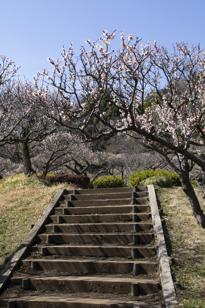 Plum tree5