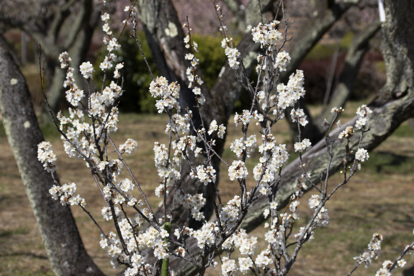 Plum tree6