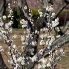 Plum tree6