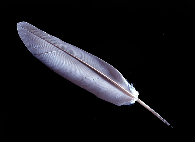 Pluma azul