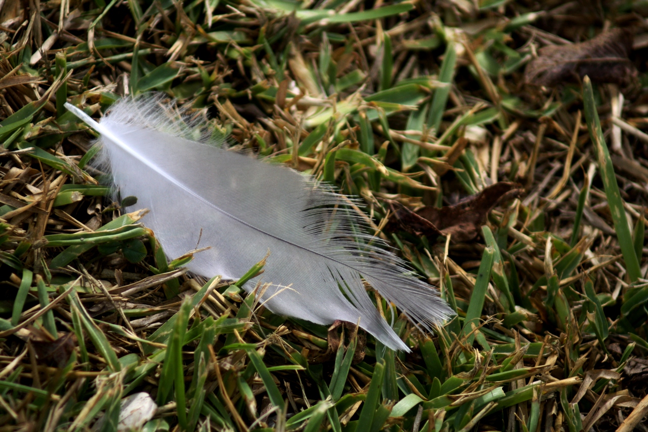 Pluma de paloma