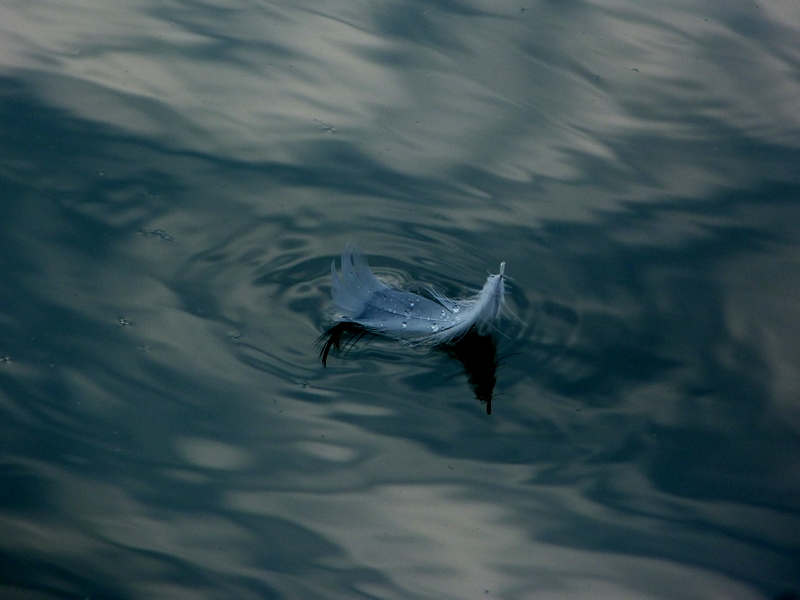 pluma libiana