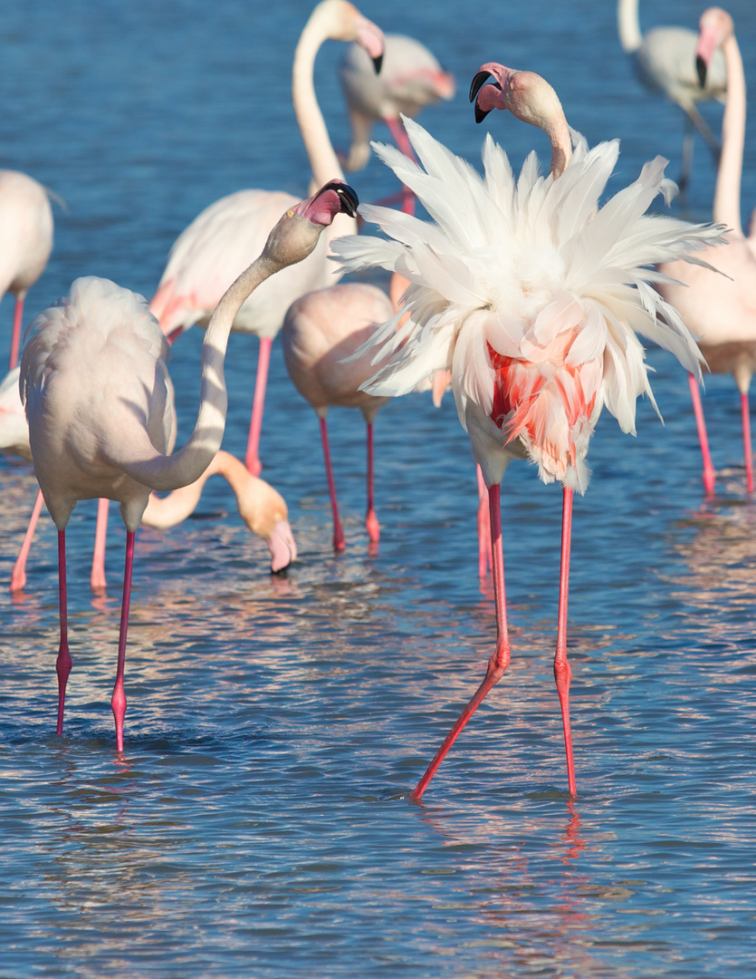 Plumage de flamant rose