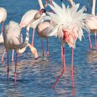 Plumage de flamant rose