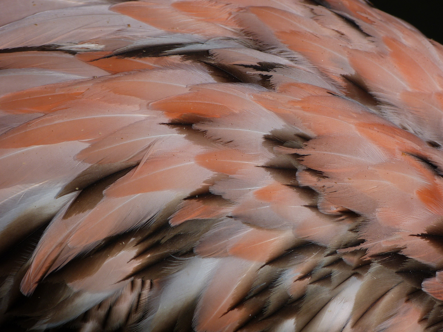 Plumage d'un flamand du Chili - Parc des oiseaux - Villars les Dombes