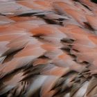 Plumage d'un flamand du Chili - Parc des oiseaux - Villars les Dombes