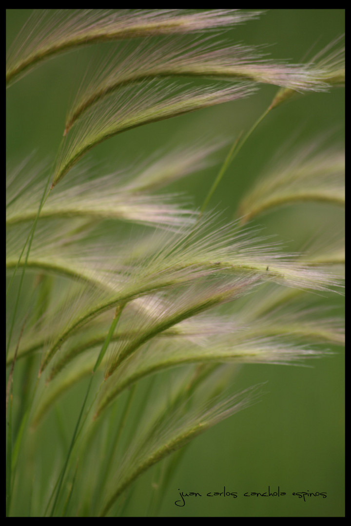 Plumas