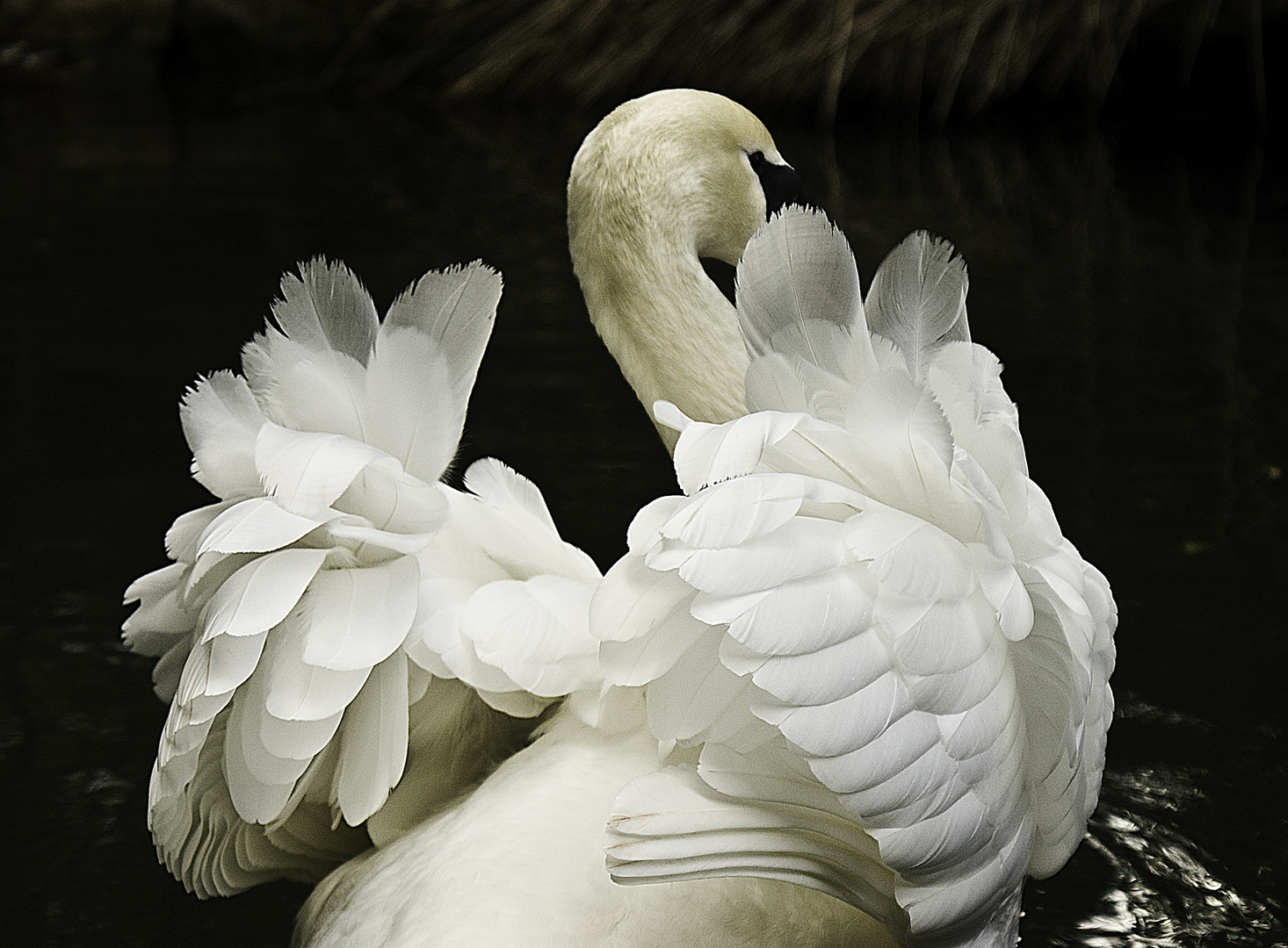 PLUMAS DE CISNE