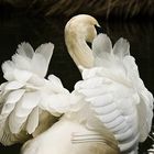 PLUMAS DE CISNE