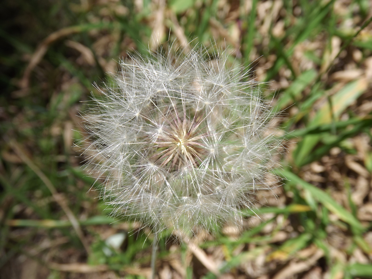 PLUMAS PARA O VENTO