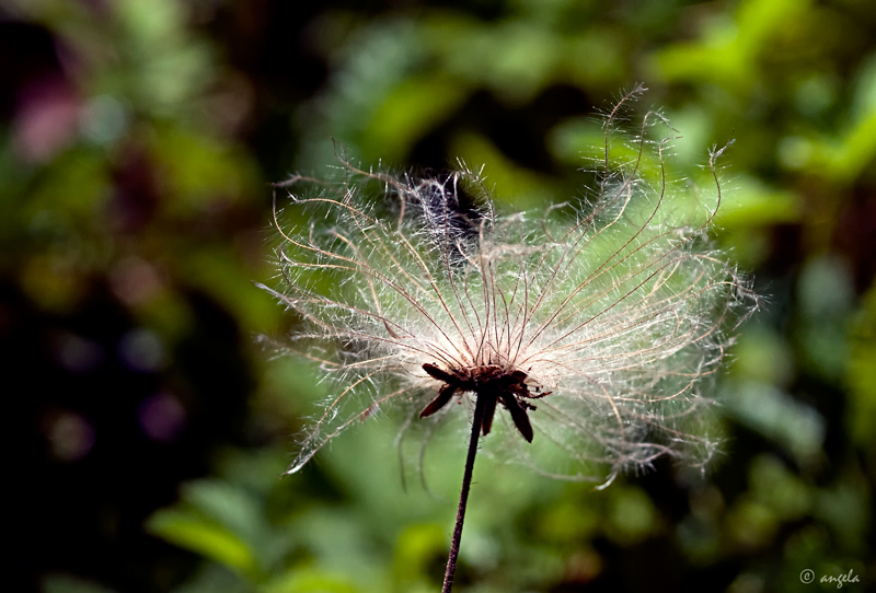 Plumas vegetales (contraluz)