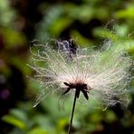 Plumas vegetales (contraluz)