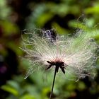 Plumas vegetales (contraluz)