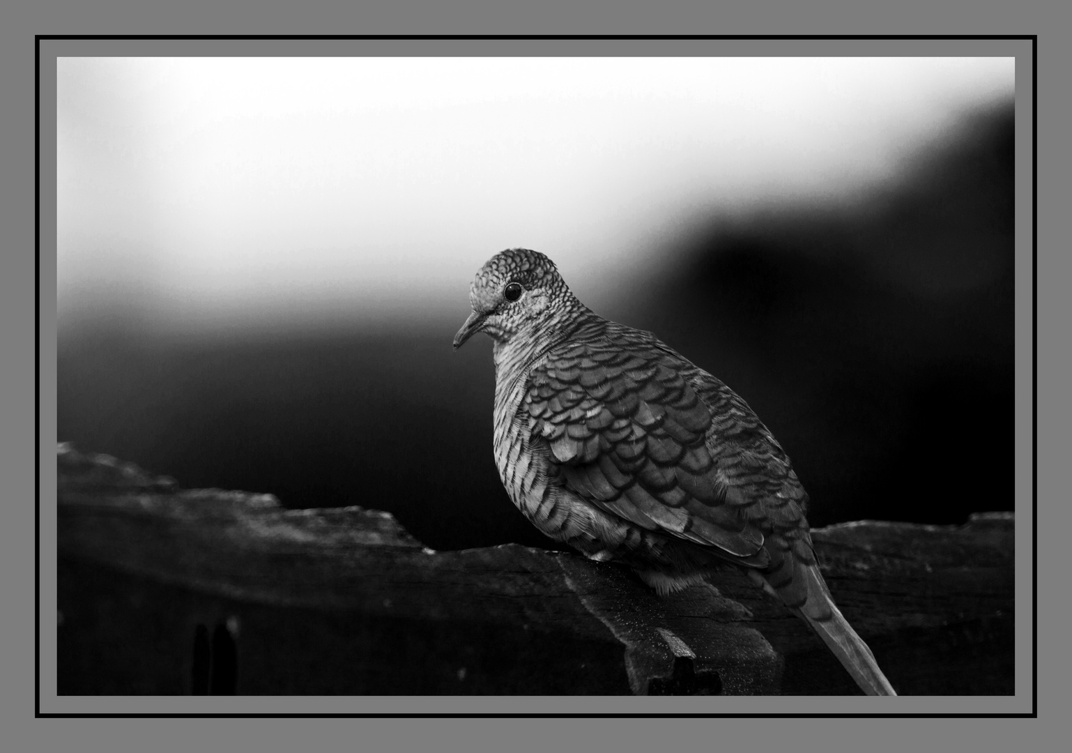 Plumas y contraste