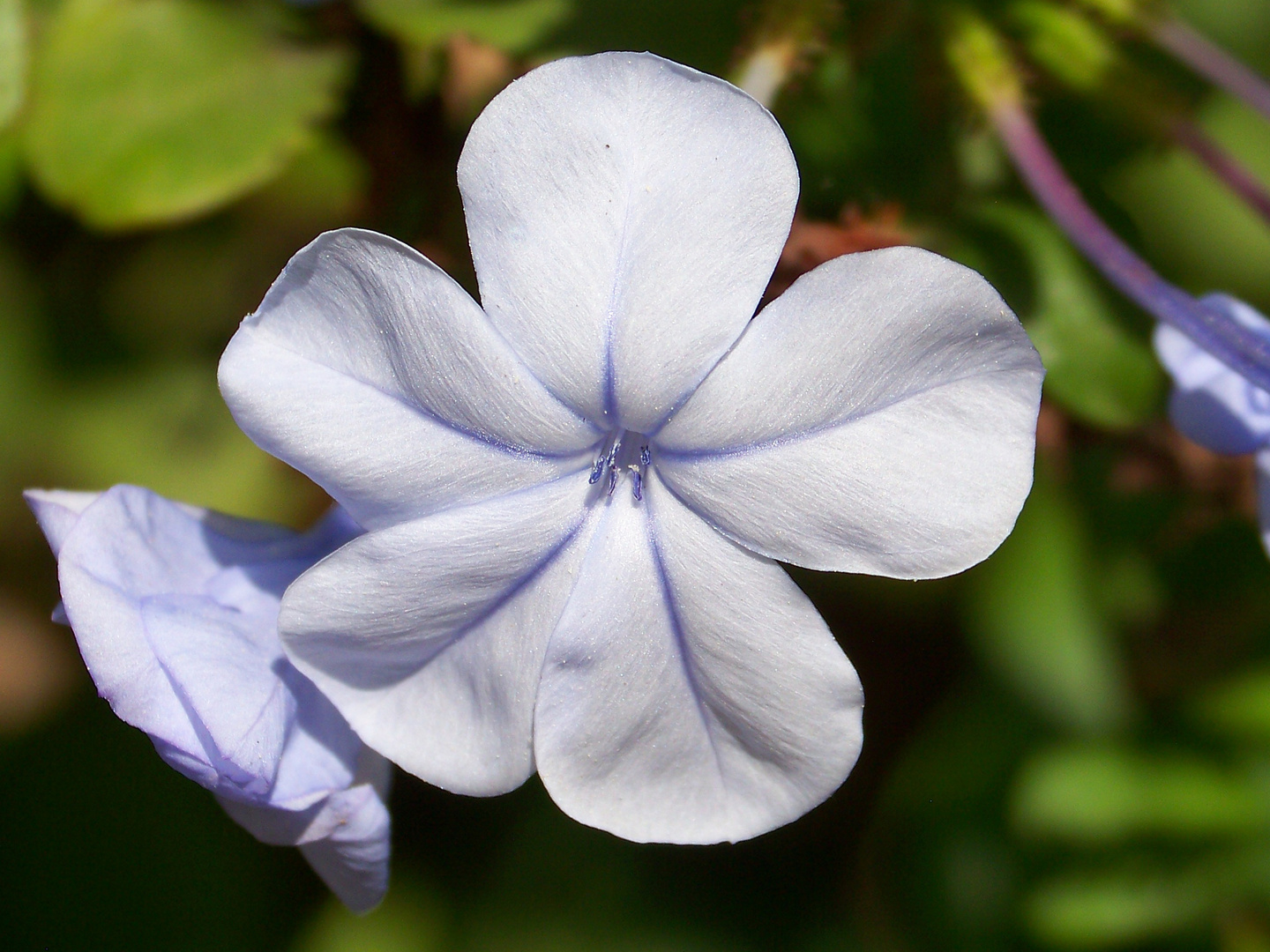 plumbago