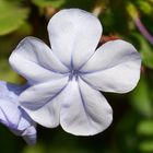 plumbago