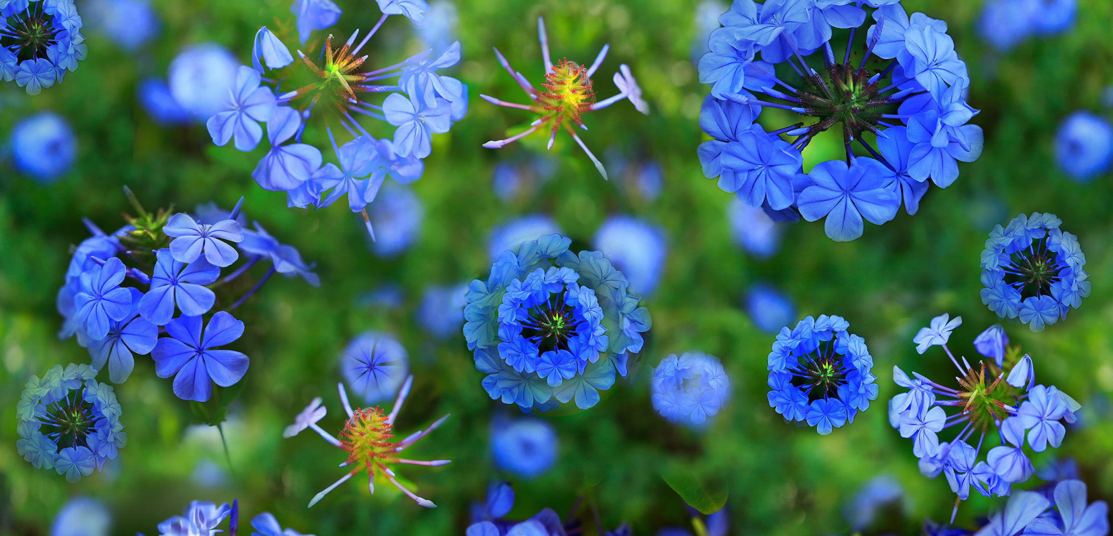 plumbago