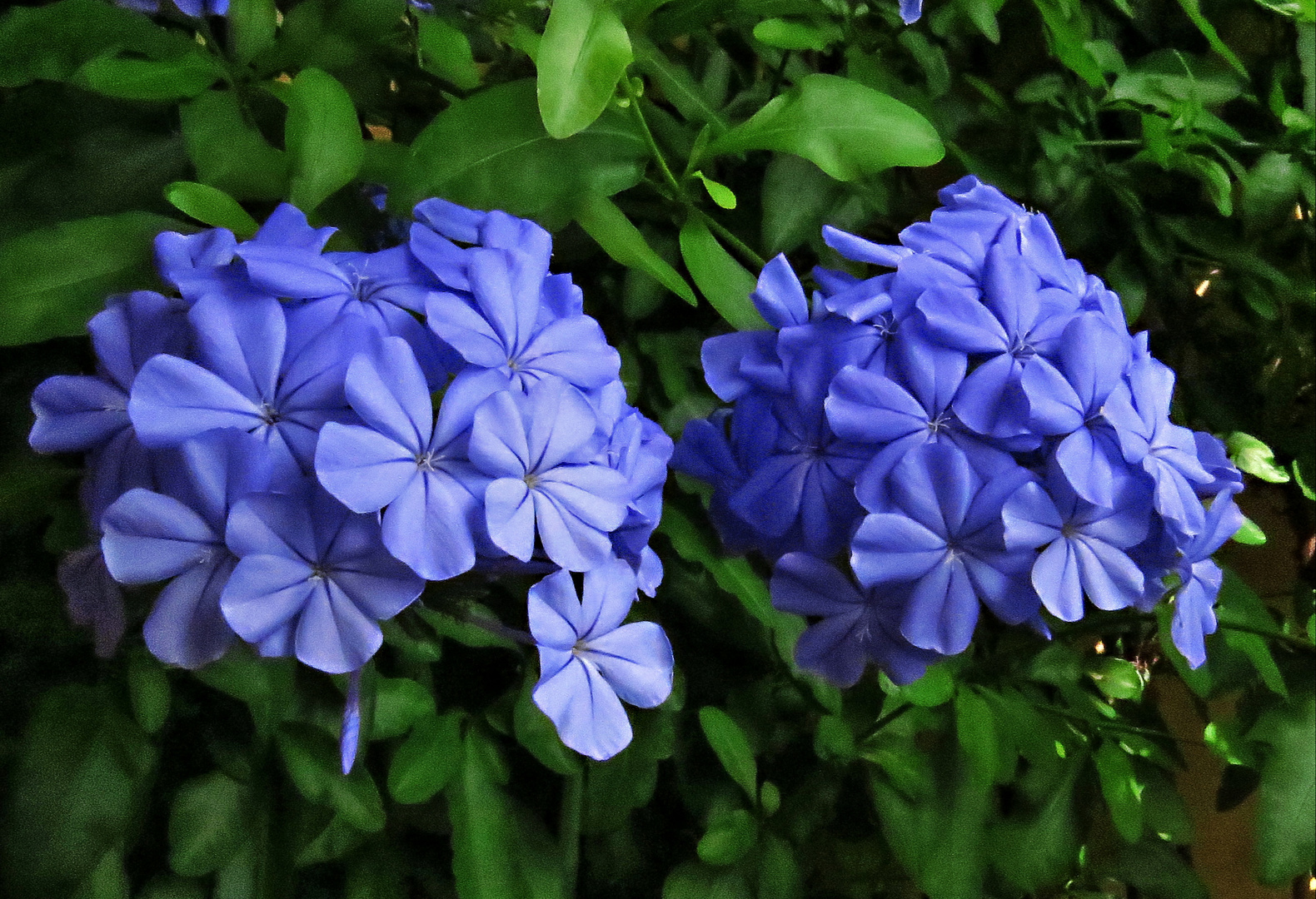 Plumbago 2