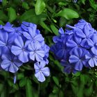 Plumbago 2