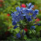 Plumbago