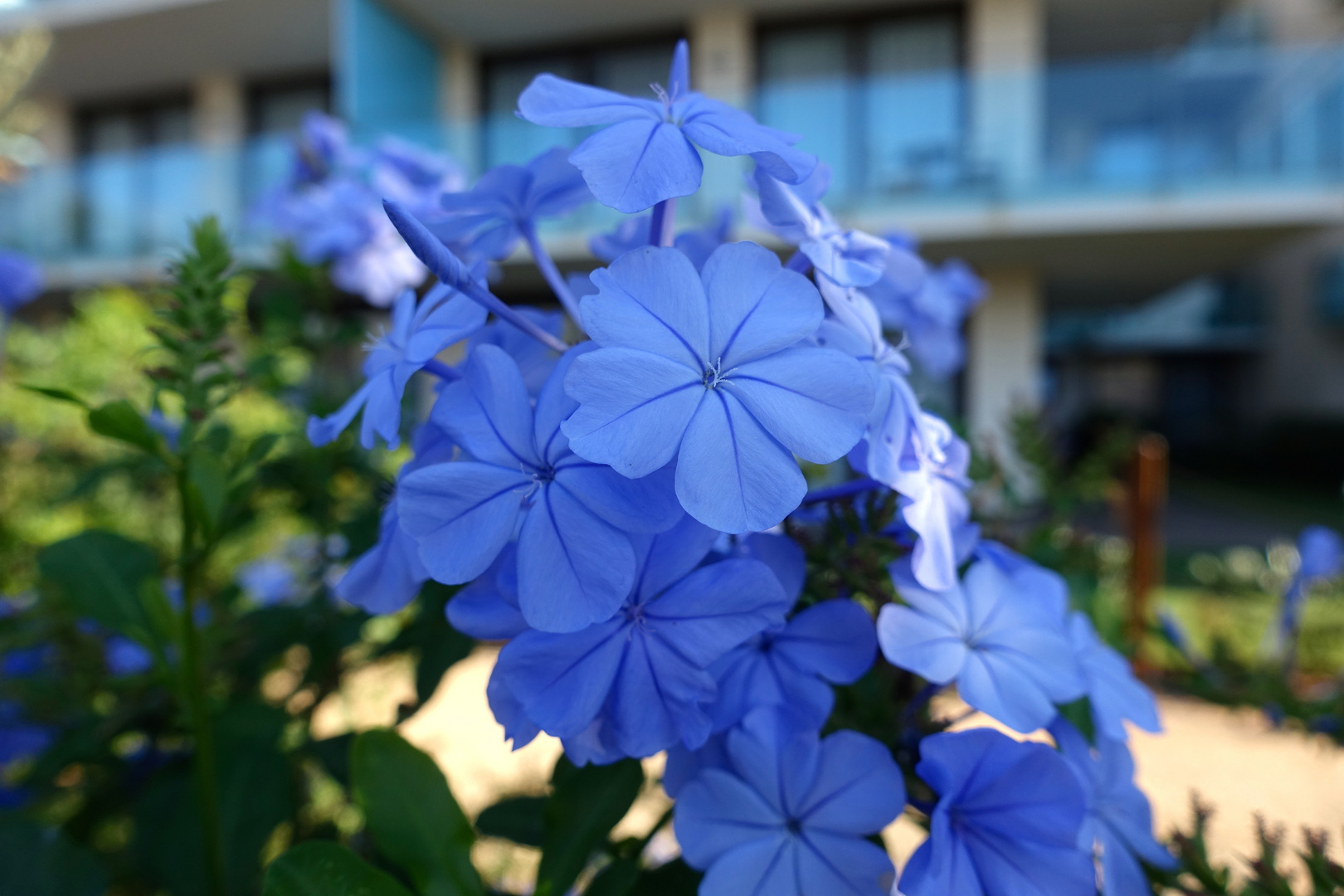 Plumbago Foto & Bild urlaub, spain, world Bilder auf
