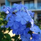 Plumbago