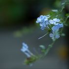 Plumbago