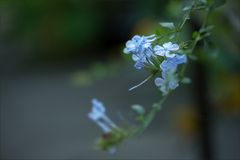 Plumbago