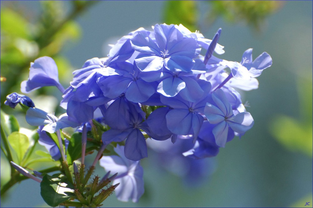 Plumbago