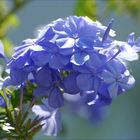 Plumbago