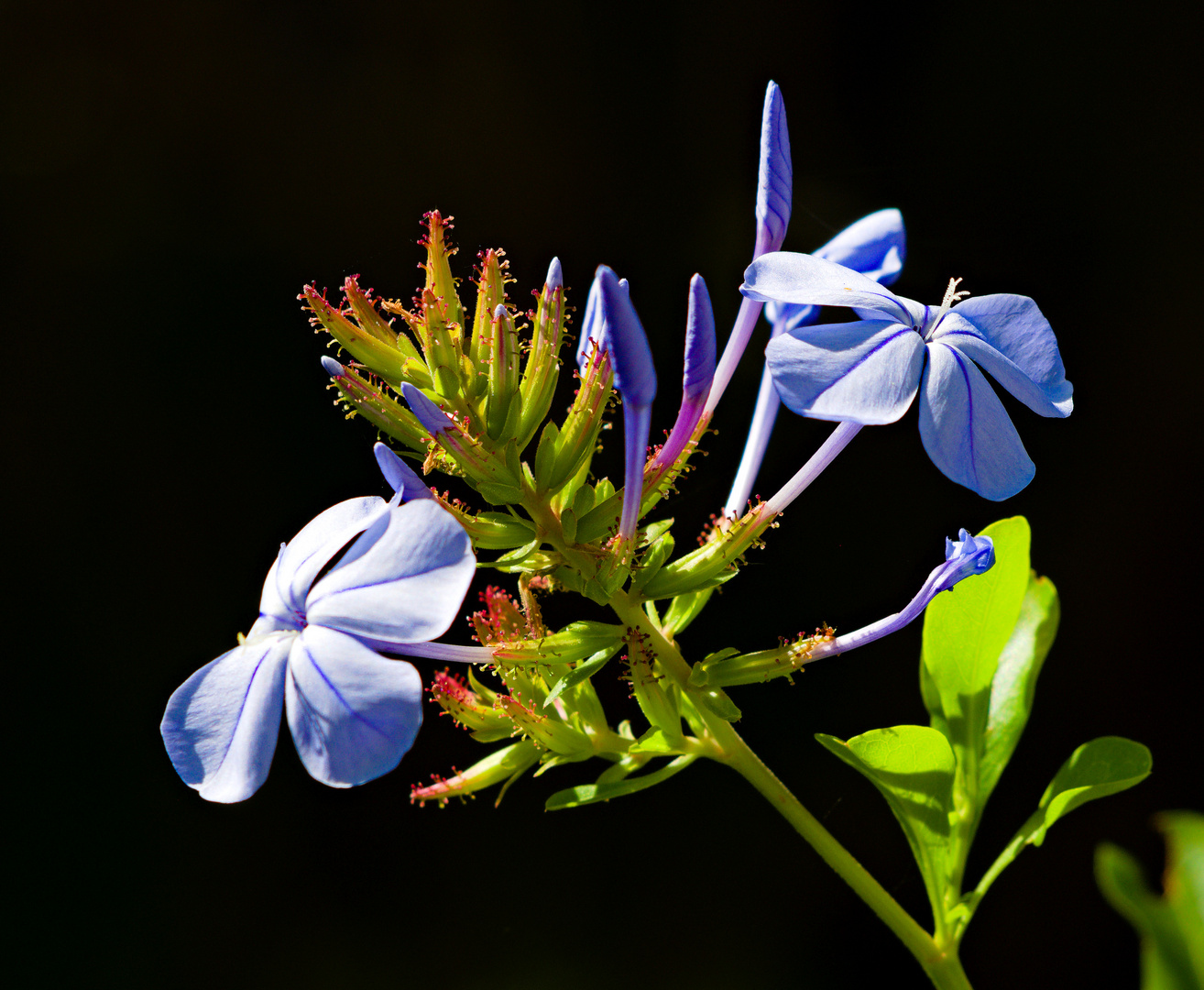 Plumbago auriculata 2