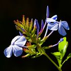 Plumbago auriculata 2