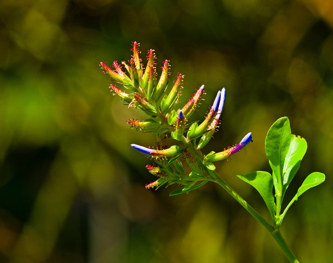 Plumbago auriculata