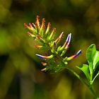 Plumbago auriculata