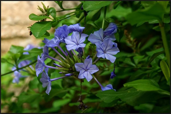 Plumbago auriculata