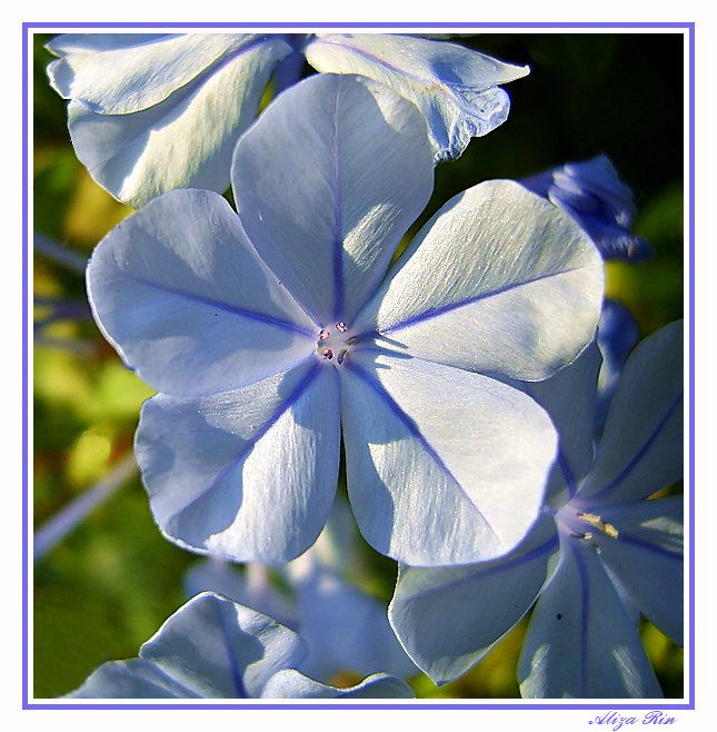 Plumbago