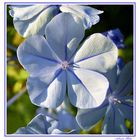 Plumbago