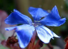 Plumbago