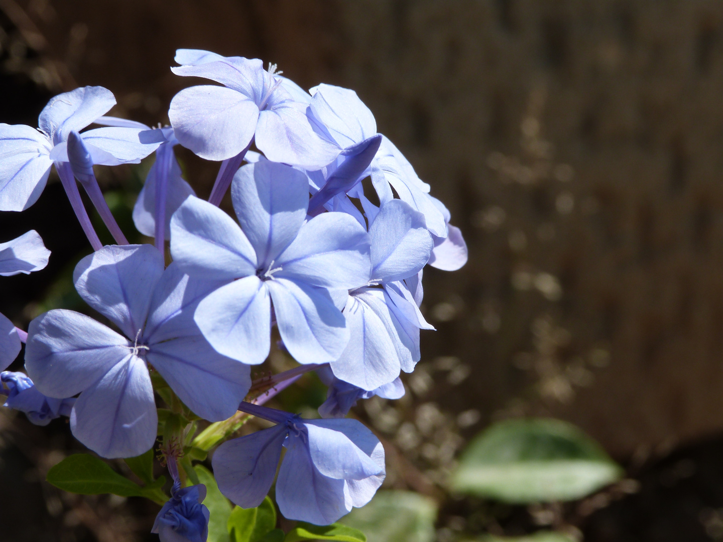 Plumbago capensis